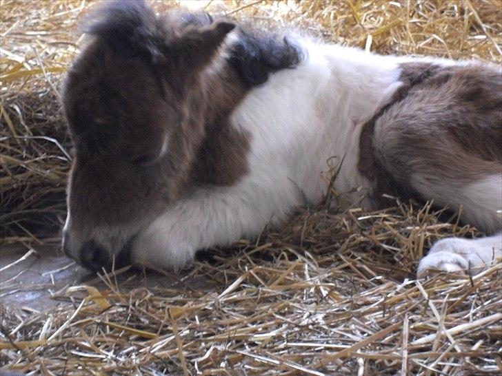 Shetlænder Celindo<3 billede 8