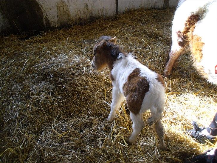 Shetlænder Celindo<3 - Første gang han rigtig står selv(: billede 9