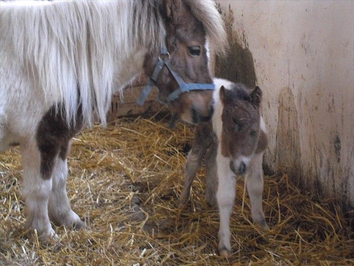 Shetlænder Celindo<3 billede 10