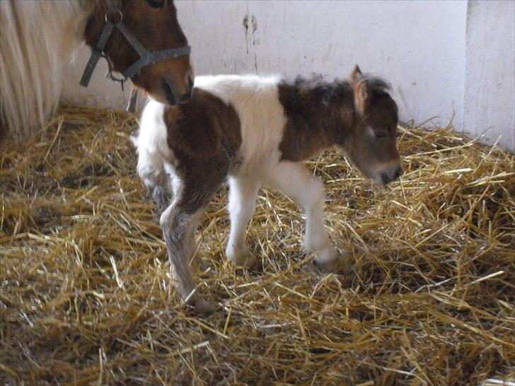 Shetlænder Celindo<3 billede 11