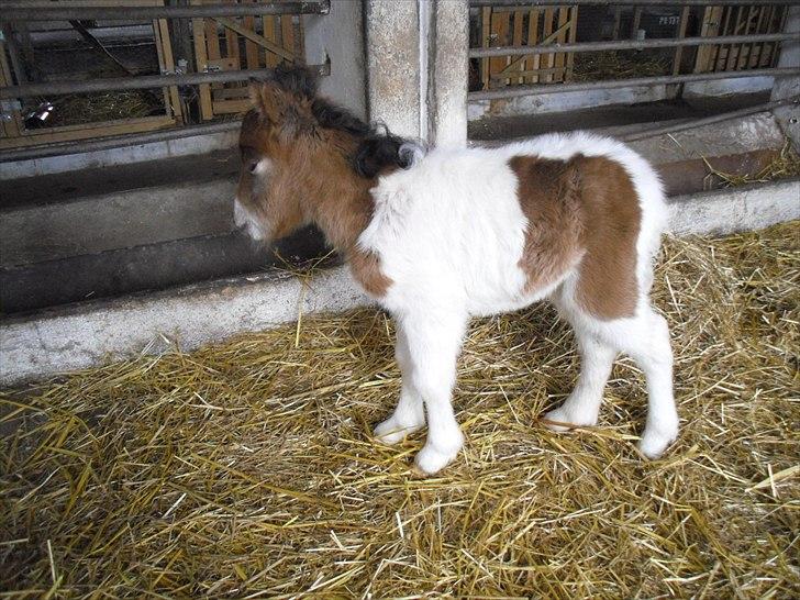 Shetlænder Celindo<3 billede 12