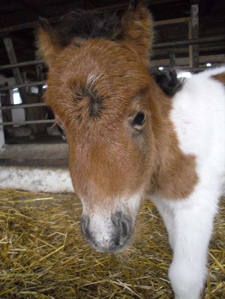 Shetlænder Celindo<3 billede 13