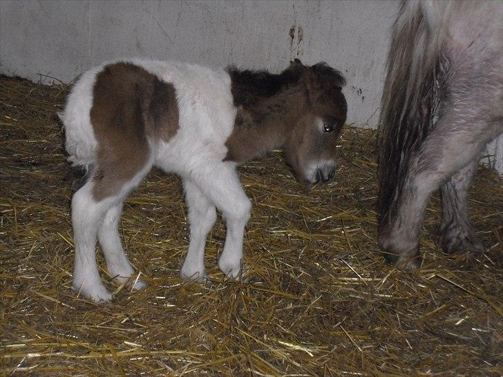 Shetlænder Celindo<3 billede 14