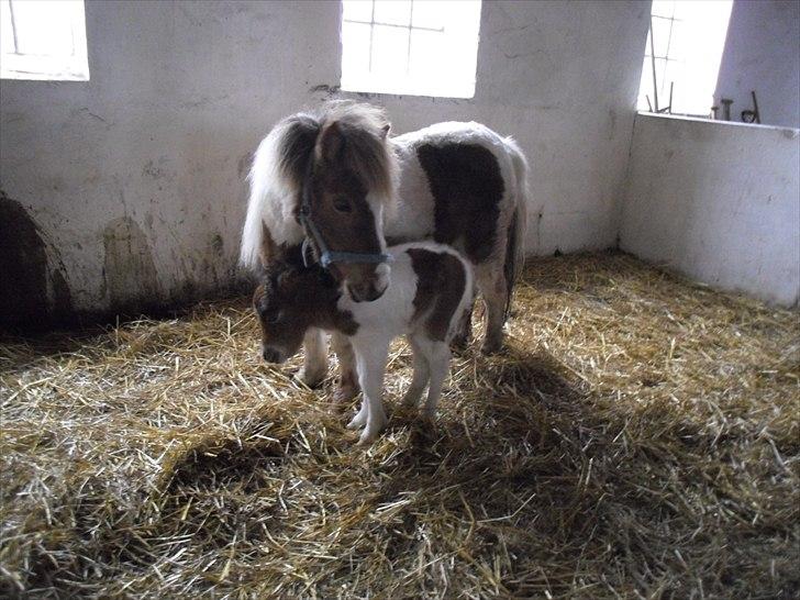 Shetlænder Celindo<3 billede 15