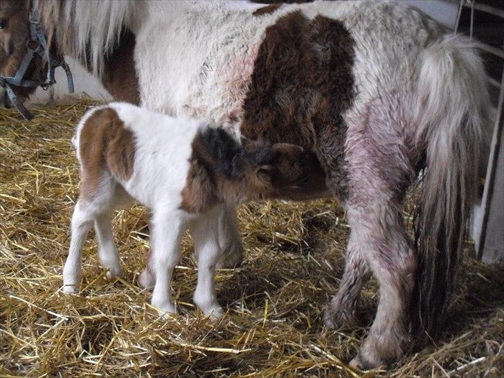 Shetlænder Celindo<3 billede 17