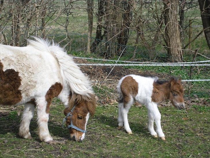 Shetlænder Celindo<3 - Første gang ude på fold<3 billede 18