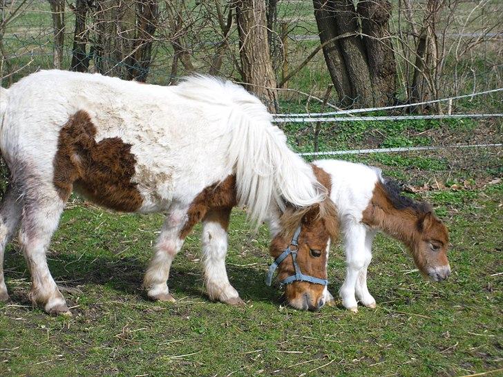 Shetlænder Celindo<3 billede 19