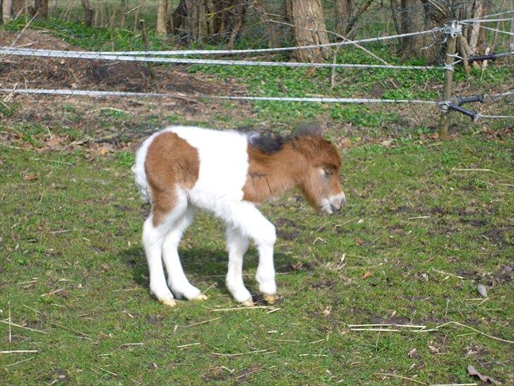 Shetlænder Celindo<3 billede 20