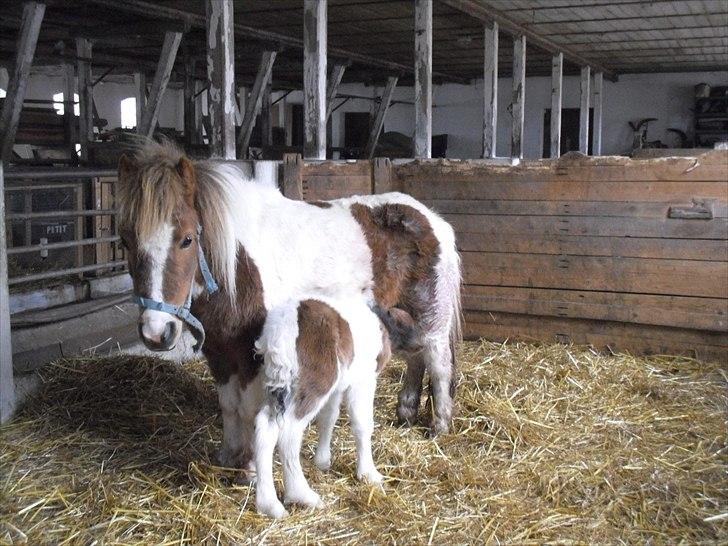 Shetlænder Celindo<3 billede 16