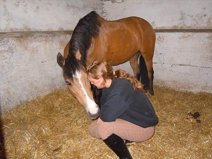 Welsh Cob (sec D) Zelma *SPRUNGET* - Anne&&Zelma ;* billede 8