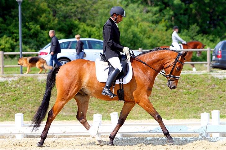 Trakehner Traumtänzchen billede 11