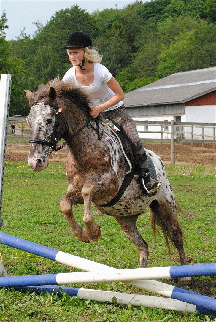 Knabstrupper Spotty billede 4