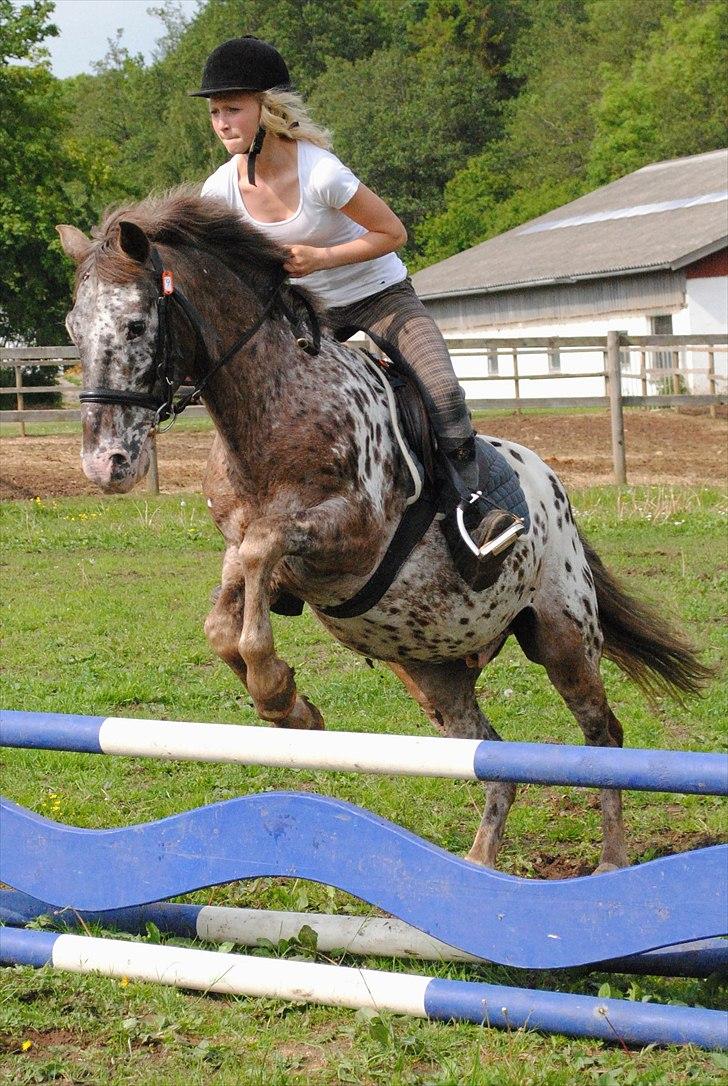 Knabstrupper Spotty billede 7