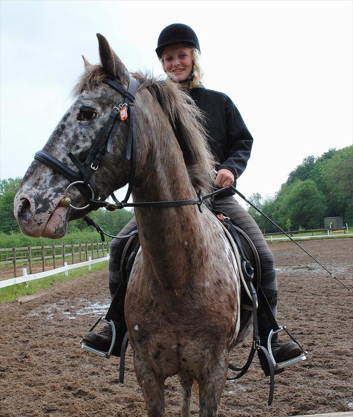 Knabstrupper Spotty billede 8