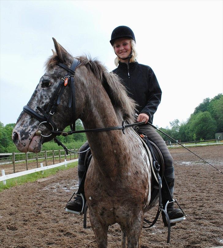 Knabstrupper Spotty billede 5