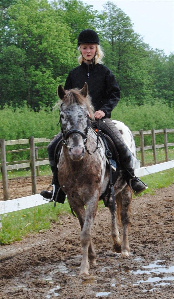 Knabstrupper Spotty billede 9