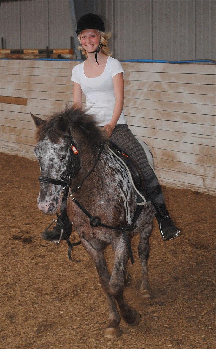 Knabstrupper Spotty billede 10