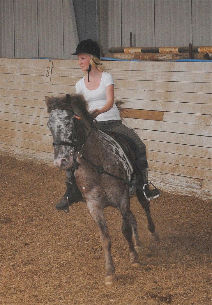 Knabstrupper Spotty billede 2