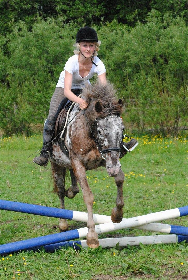 Knabstrupper Spotty billede 11