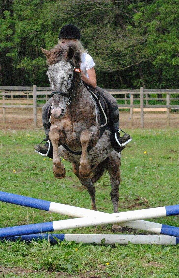 Knabstrupper Spotty billede 12