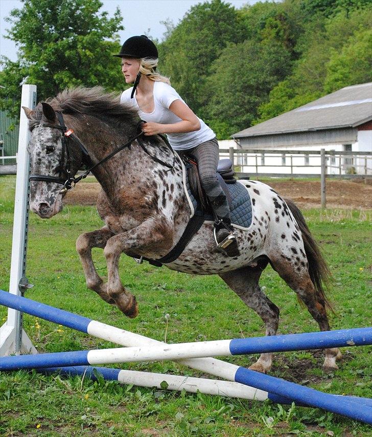 Knabstrupper Spotty billede 13