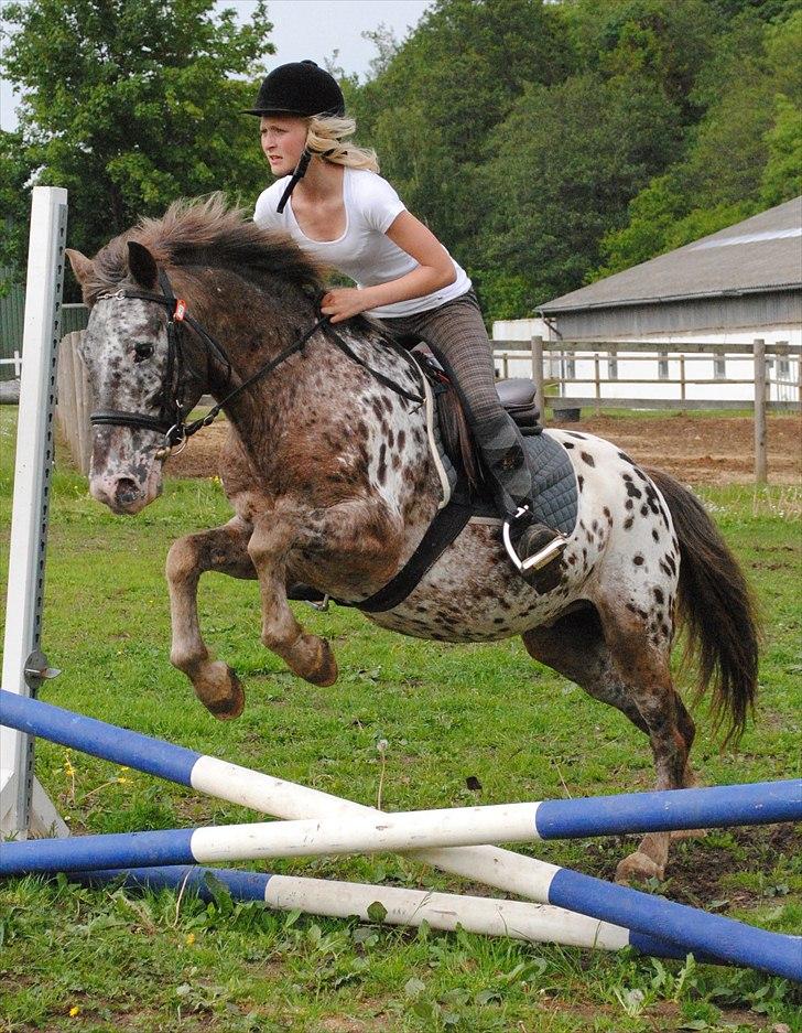 Knabstrupper Spotty billede 14