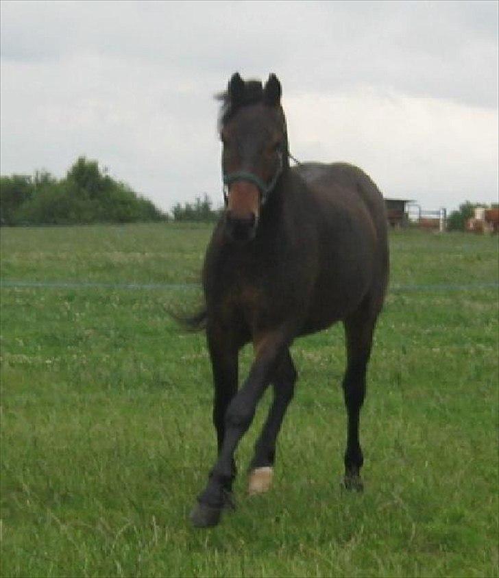 Pinto Faithfuls Mr. President - Løbe.. :o) ... Fotograf: Mig. billede 2