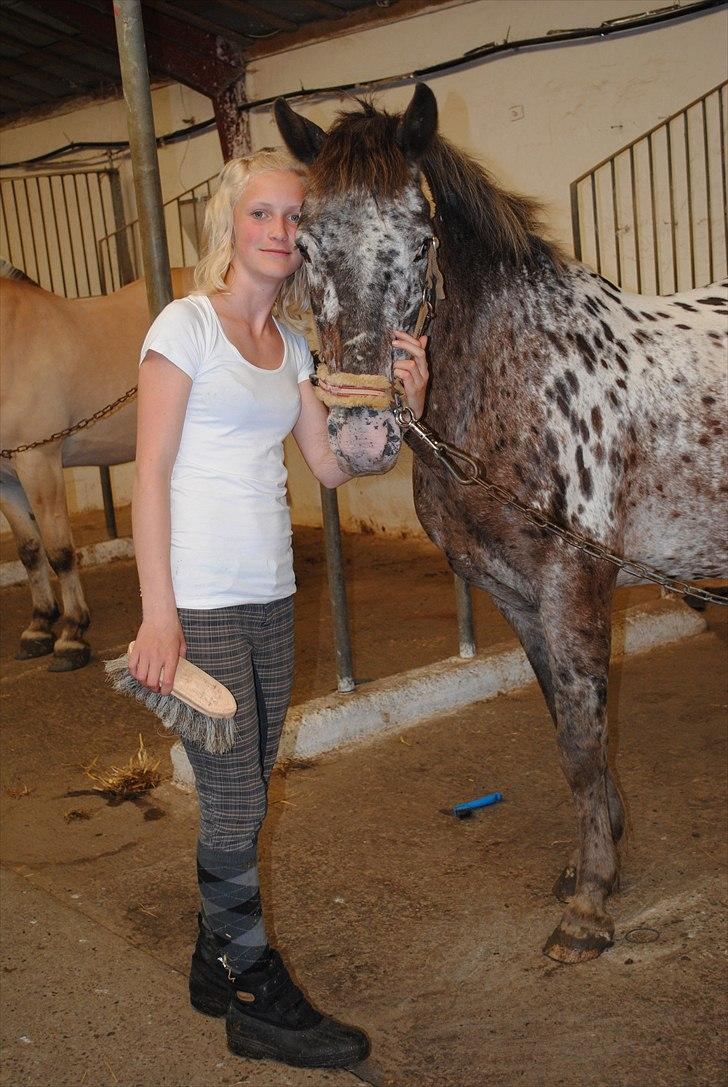 Knabstrupper Spotty billede 15