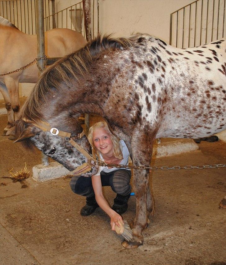 Knabstrupper Spotty billede 16