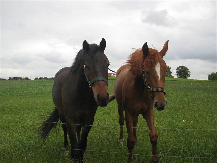 Pinto Faithfuls Mr. President - The Twins.. <'3 De er så søde sammen. xD ... Fotograf: Mig. billede 3