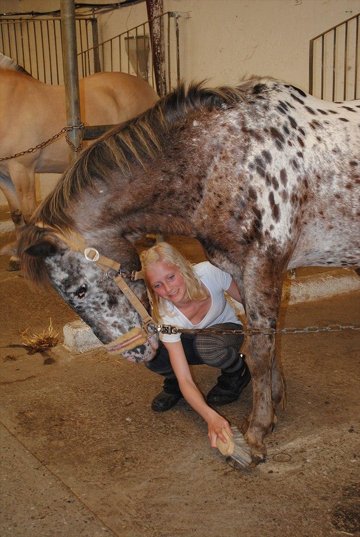 Knabstrupper Spotty billede 17