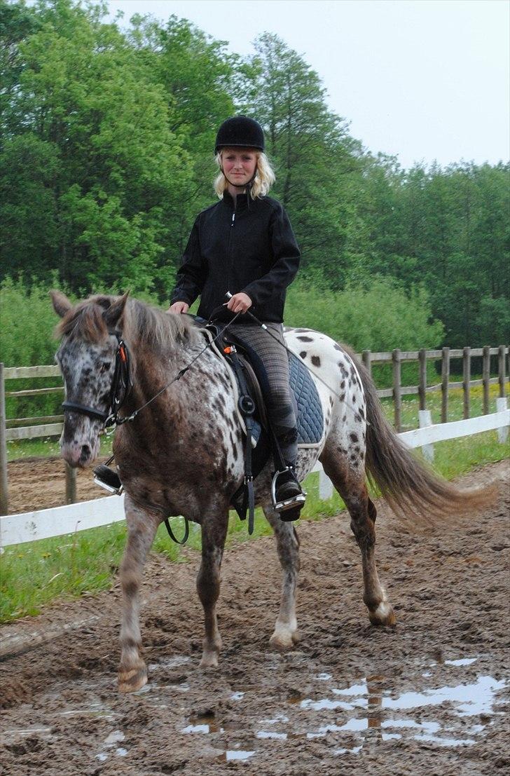 Knabstrupper Spotty billede 18