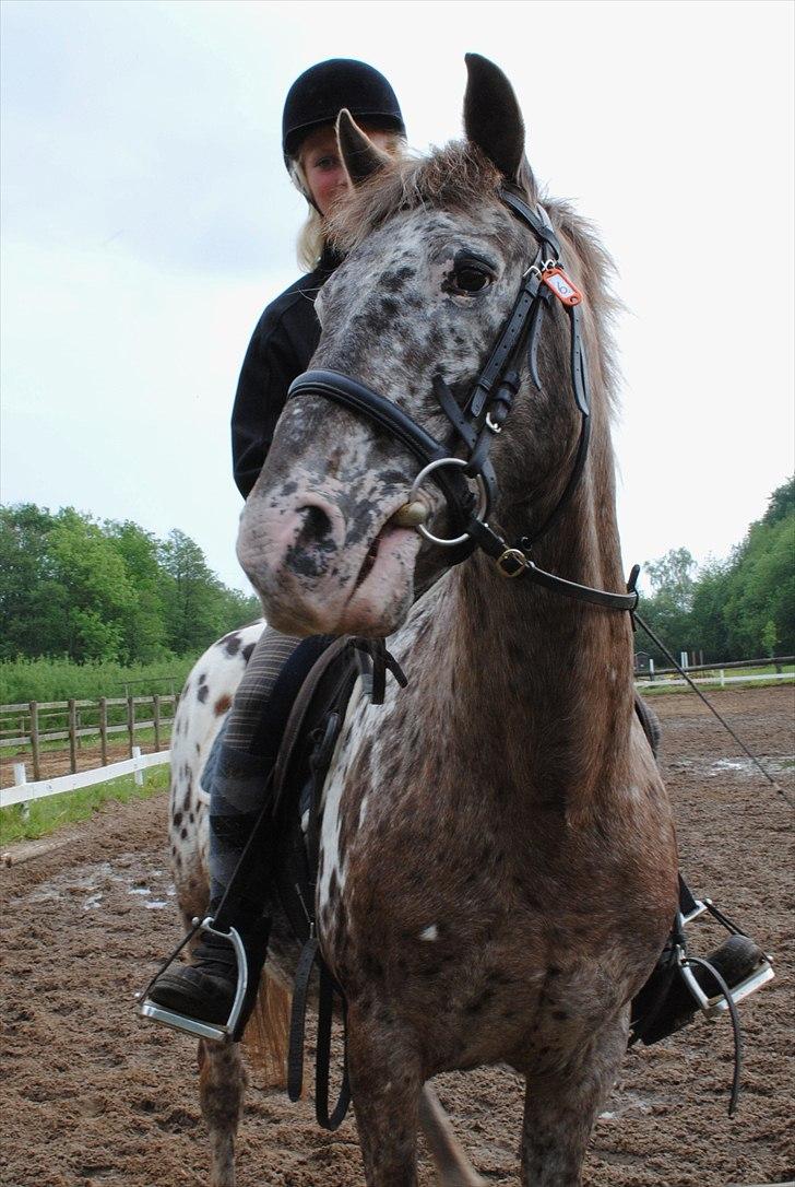 Knabstrupper Spotty billede 19