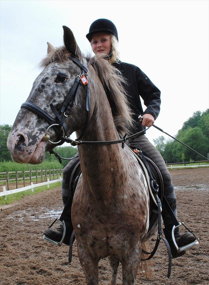 Knabstrupper Spotty billede 20