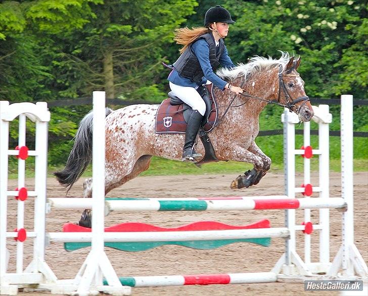 Appaloosa Coco  - Stævne på NSR d. 18/6, LB* billede 1