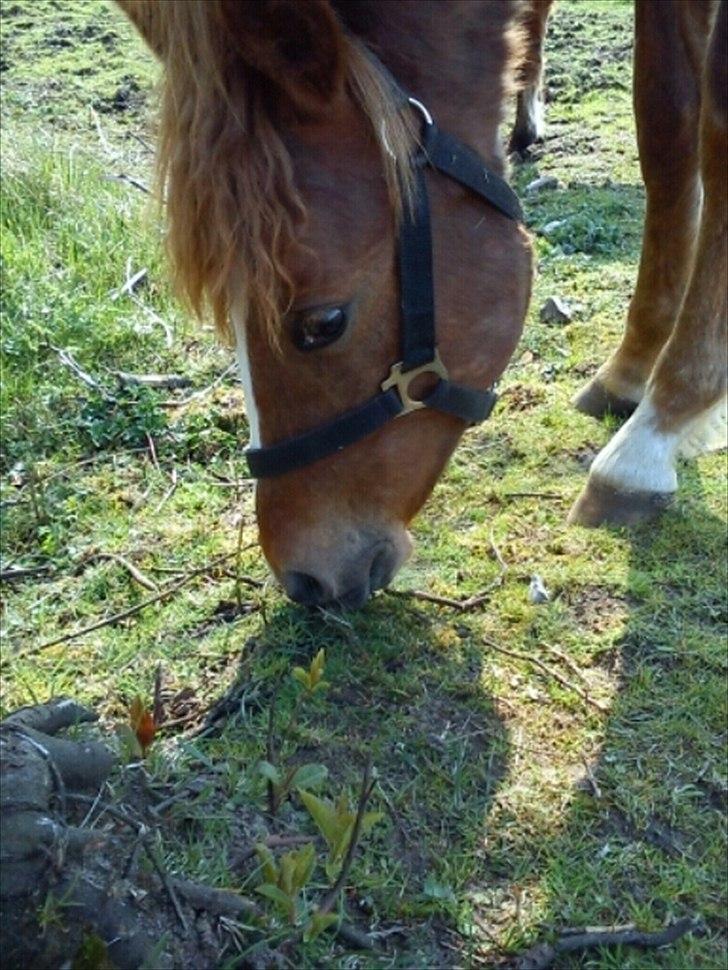 DSP Bentzen´s Baloo - Der skal være tid til at æde mellem hygge med Camilla 17042011. Foto Camilla B billede 17