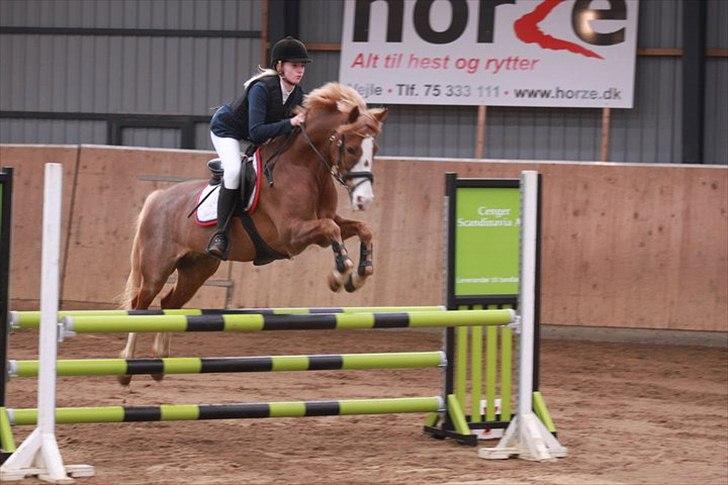 Hollandsk Sportspony Jan <3 SOLGT - Jeg elsker dig mus :-* billede 1