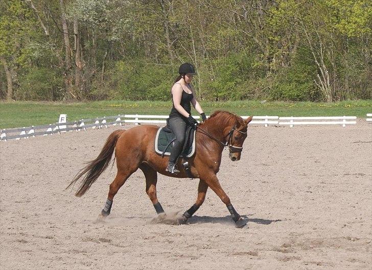 Trakehner Braveheart Graftebjerg billede 11