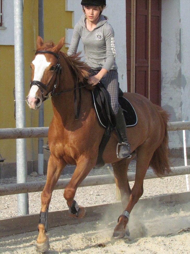 Anden særlig race Biate *Ibi* - jeg kunne ikke have fået en mere perfekt pony <3 billede 11