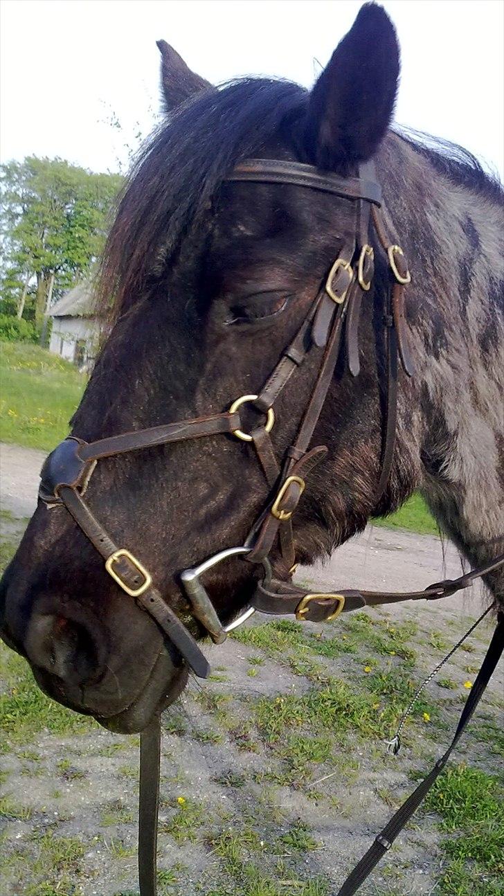 Anden særlig race Marengo billede 3