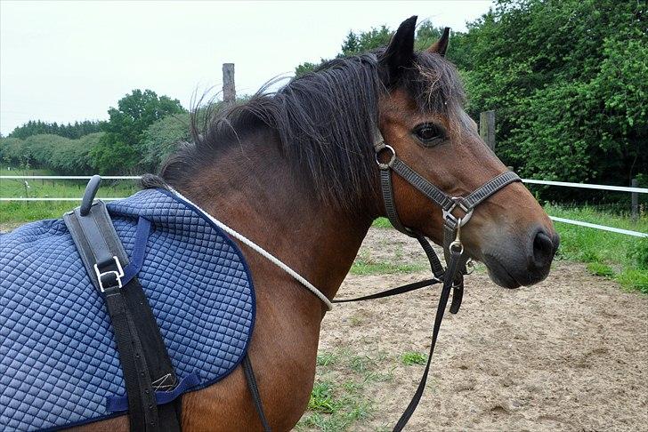 Dartmoor Molly - Molly i vores bidløse udstyr :-) d. 18. juni 2011 - 1. cordeo og bidløs træning. billede 17