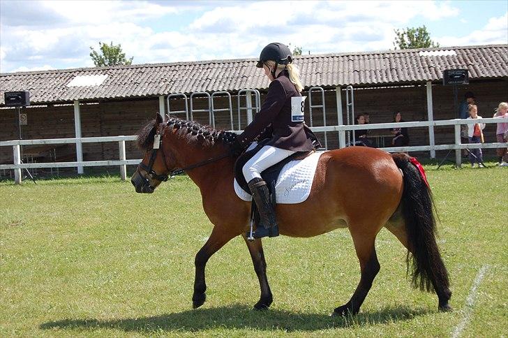 Anden særlig race Daisy - <3 billede 12