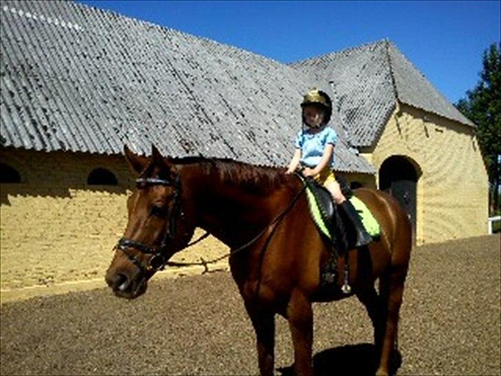 Dansk Varmblod SAM-SON ENSHØJ DV 792 RIP :-( billede 9