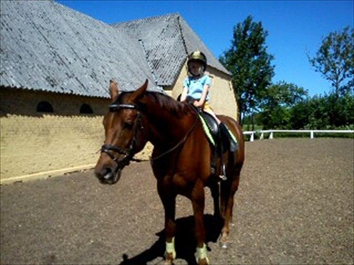 Dansk Varmblod SAM-SON ENSHØJ DV 792 RIP :-( - Lærke er lige blevet rytter  billede 10