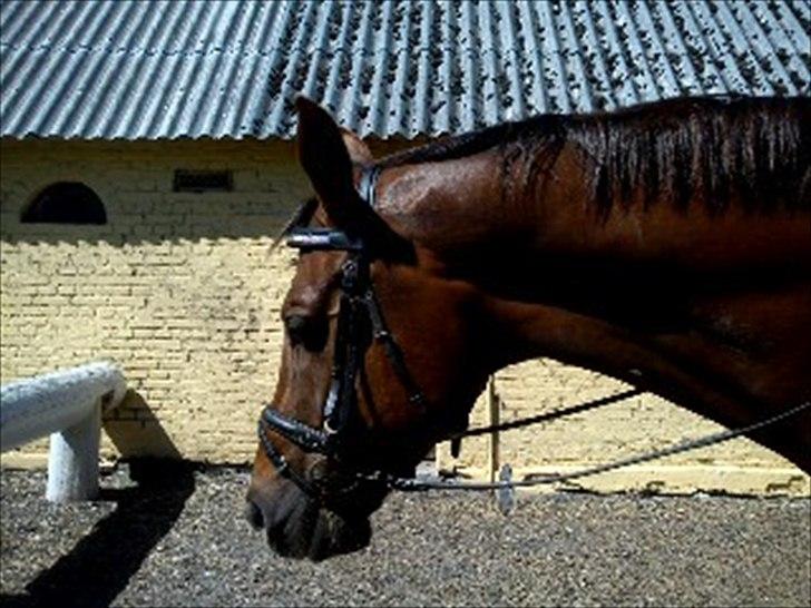 Dansk Varmblod SAM-SON ENSHØJ DV 792 RIP :-( billede 11