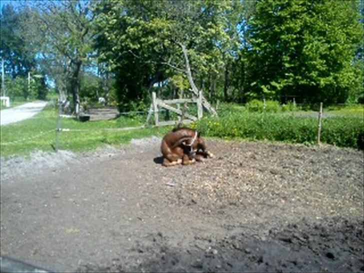 Dansk Varmblod SAM-SON ENSHØJ DV 792 RIP :-( billede 12