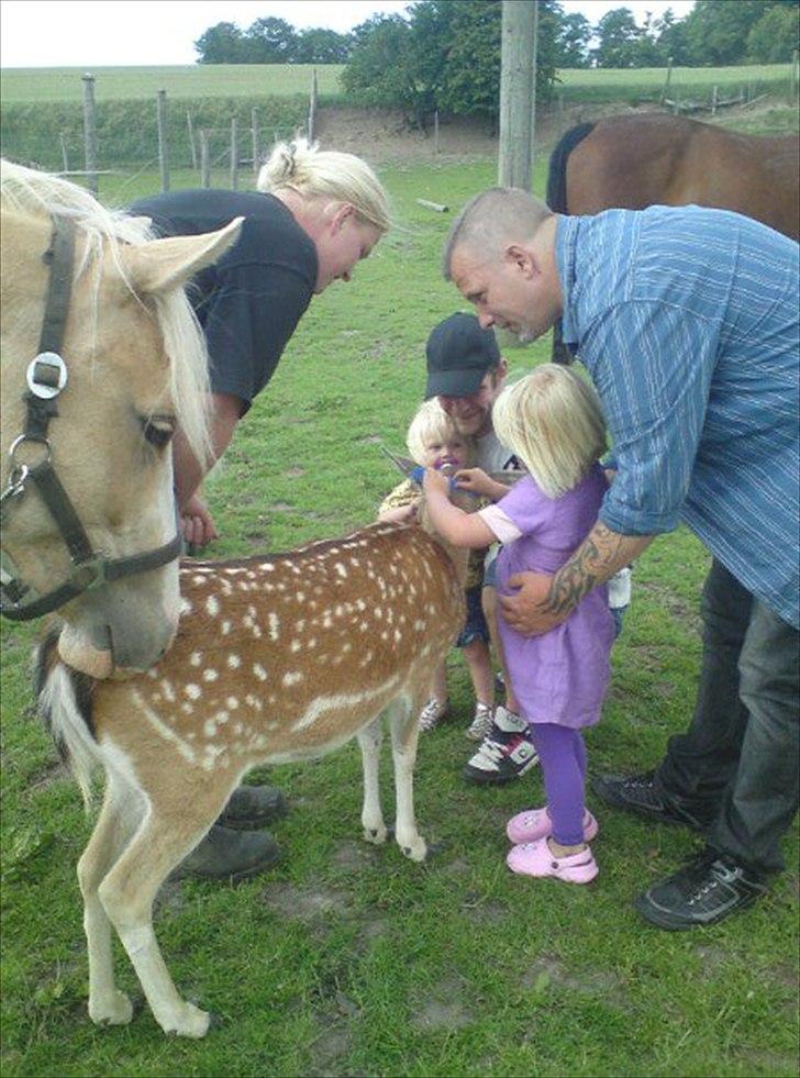 Palomino golden sunshine x solgt - hmm hva laver i?? må jeg være med.. 12-6-11 billede 7