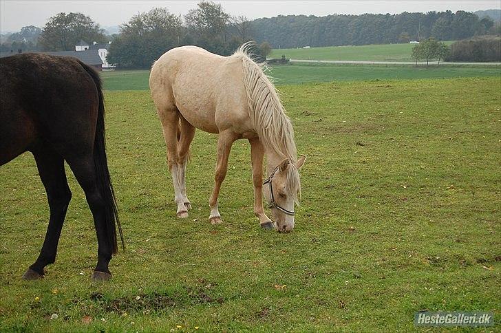 Palomino golden sunshine x solgt - foråret 2011 billede 8