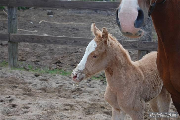 Palomino golden sunshine x solgt - maj 2009 billede 9