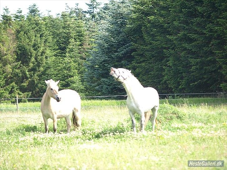 Fjordhest Troja billede 3